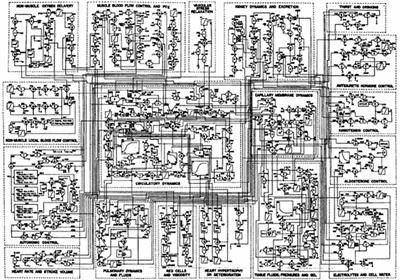 Origins and History of the Minimal Model of Glucose Regulation